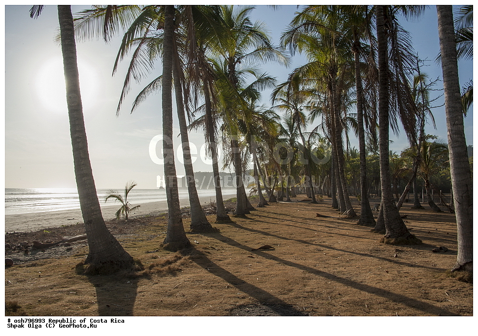  ��������� ������, ����� �����, ���������, �����, �����-����, ���������� �����-����, ��������� �������, ����������� �������, �������, ������ ��������, �����, ��������,  ���������� ��������, ����������� ��������, ����������� ��������, ������������ ��������, ������������ ��������, XYZ, ���������, ������, ��������, �r�������, Palmae, Palmaceae, ��������� ������, Cocos nucifera