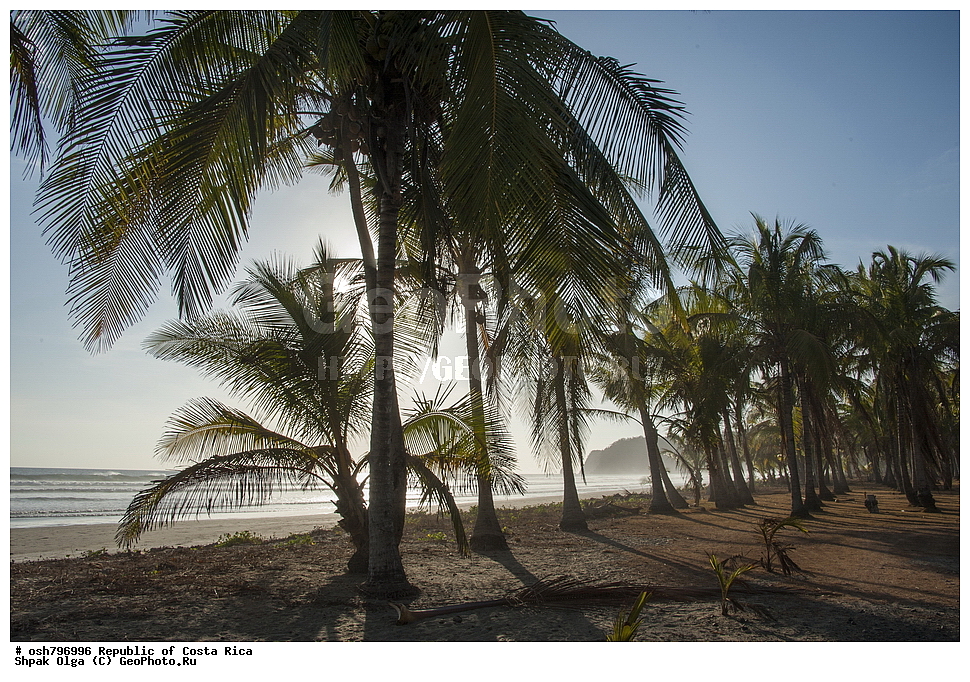  ��������� ������, ����� �����, ���������, �����, �����-����, ���������� �����-����, ��������� �������, ����������� �������, �������, ������ ��������, �����, ��������,  ���������� ��������, ����������� ��������, ����������� ��������, ������������ ��������, ������������ ��������, XYZ, ���������, ������, ��������, �r�������, Palmae, Palmaceae, ��������� ������, Cocos nucifera