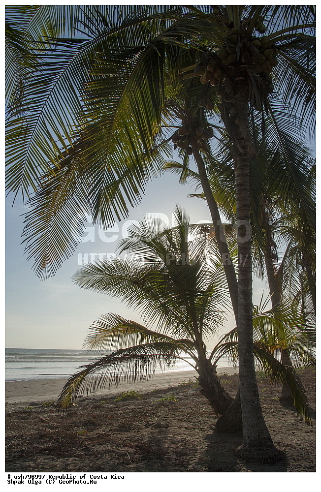  ��������� ������, ����� �����, ���������, �����, �����-����, ���������� �����-����, ��������� �������, ����������� �������, �������, ������ ��������, �����, ��������,  ���������� ��������, ����������� ��������, ����������� ��������, ������������ ��������, ������������ ��������, XYZ, ���������, ������, ��������, �r�������, Palmae, Palmaceae, ��������� ������, Cocos nucifera