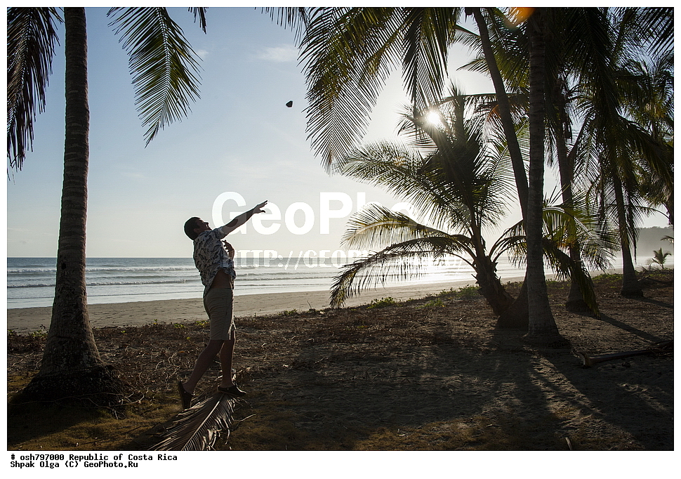  ��������� ������, ����� �����, ���������, �����, �����-����, ���������� �����-����, ��������� �������, ����������� �������, �������, ������ ��������, �����, ��������,  ���������� ��������, ����������� ��������, ����������� ��������, ������������ ��������, ������������ ��������, XYZ, ���������, ������, ��������, �r�������, Palmae, Palmaceae, ��������� ������, Cocos nucifera