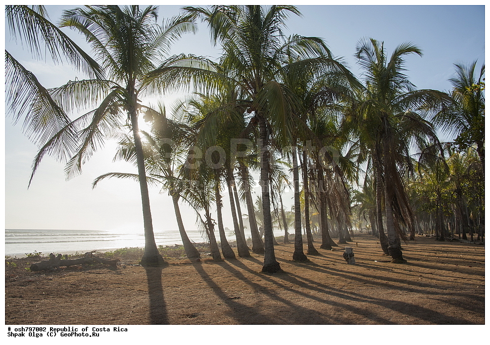  ��������� ������, ����� �����, ���������, �����, �����-����, ���������� �����-����, ��������� �������, ����������� �������, �������, ������ ��������, �����, ��������,  ���������� ��������, ����������� ��������, ����������� ��������, ������������ ��������, ������������ ��������, XYZ, ���������, ������, ��������, �r�������, Palmae, Palmaceae, ��������� ������, Cocos nucifera