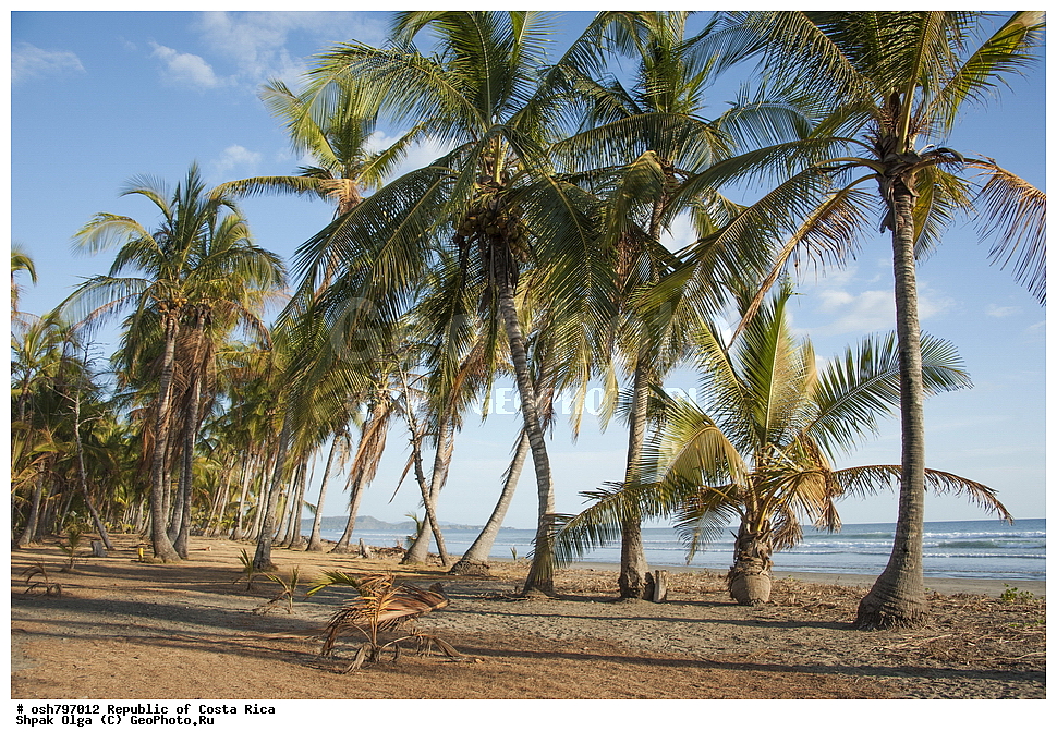  ��������� ������, ����� �����, ���������, �����, �����-����, ���������� �����-����, ��������� �������, ����������� �������, �������, ������ ��������, �����, ��������,  ���������� ��������, ����������� ��������, ����������� ��������, ������������ ��������, ������������ ��������, XYZ, ���������, ������, ��������, �r�������, Palmae, Palmaceae, ��������� ������, Cocos nucifera