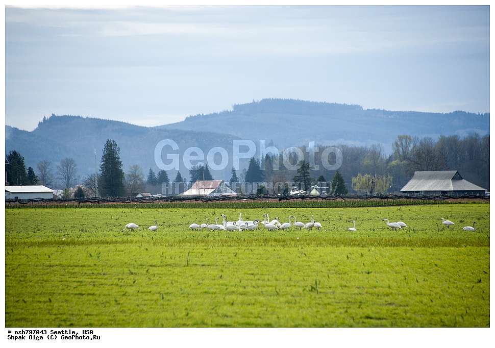  �����, �����, ������, �����, �����, ���������, ����, ���, ��������, ��������, ��������, �����, �����, ��������, �����������, �����������������, ������������� �����, ������������� �����, XYZ, ������, Anatidae, ������-������, Cygnus buccinator