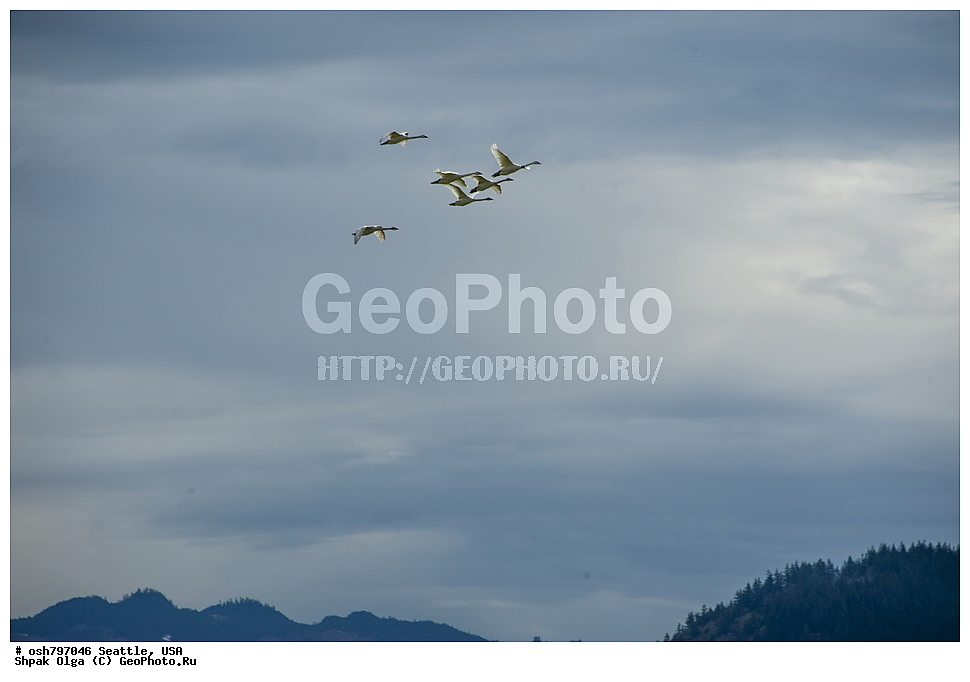  �����, �����, ������, �����, �����, ���������, ����, ���, ��������, ��������, ��������, �����, �����, ��������, �����������, �����������������, ������������� �����, ������������� �����, XYZ, ������, Anatidae, ������-������, Cygnus buccinator