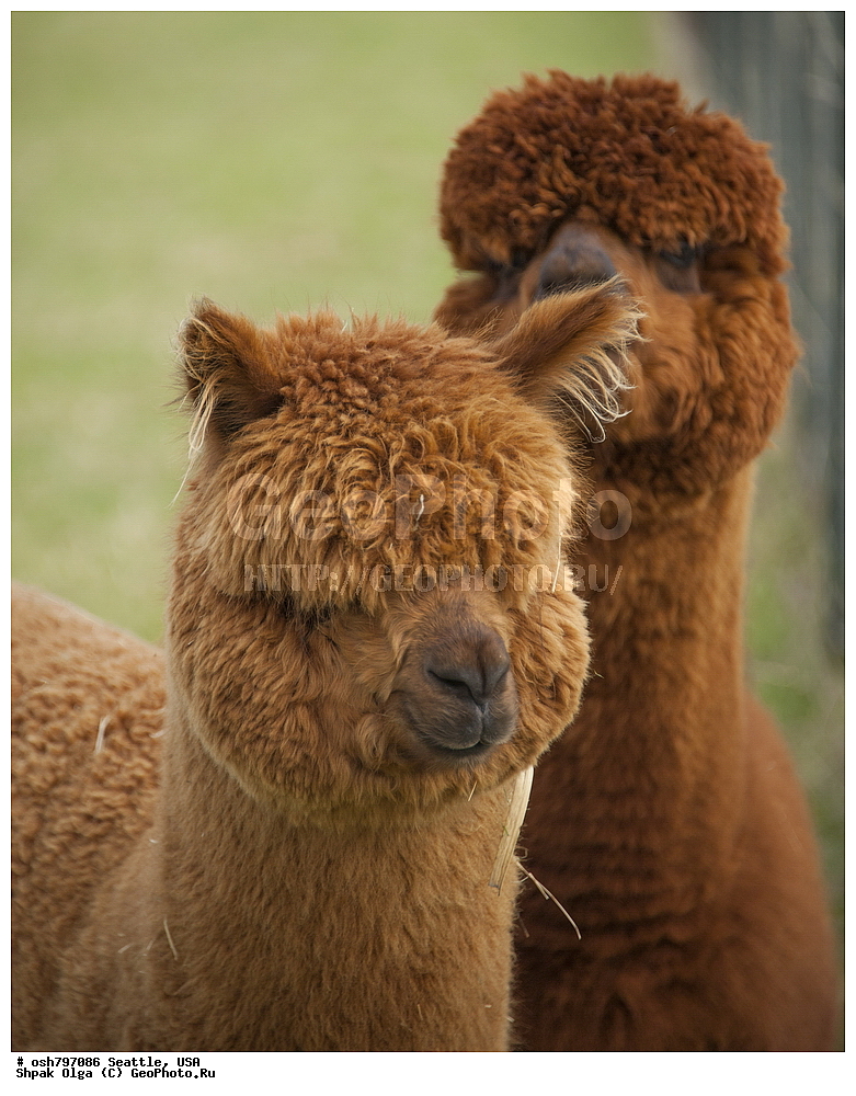 �����, �����, ������, �����, �����, ���������, ����, ���, ��������, ��������, �������������, �������������, �����, �����, XYZ, �����������, Camelidae, �������, Vicugna pacos, �������