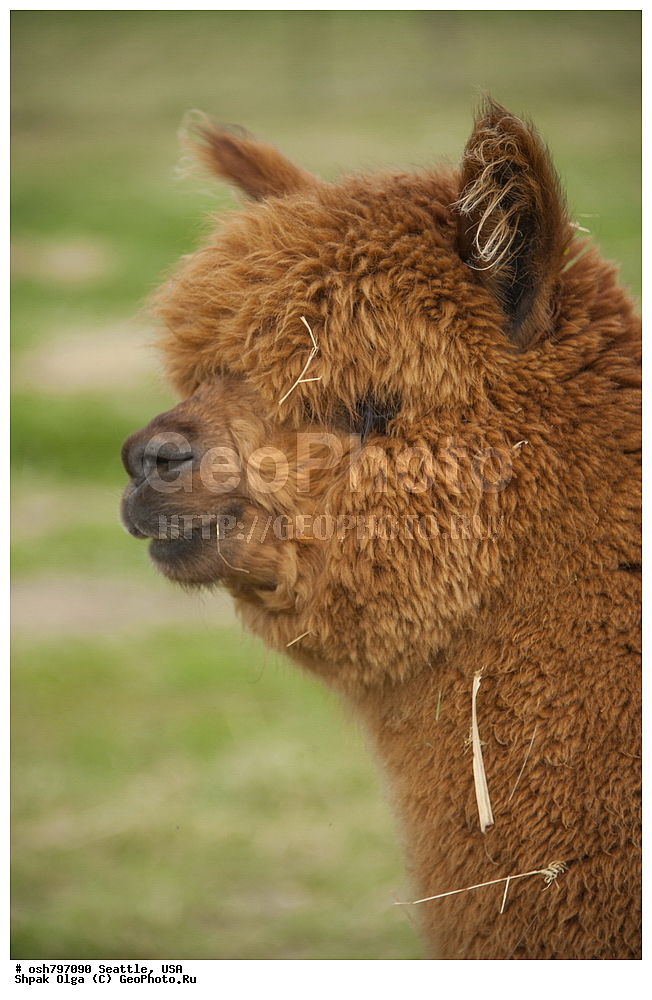 �����, �����, ������, �����, �����, ���������, ����, ���, ��������, ��������, �������������, �������������, �����, �����, XYZ, �����������, Camelidae, �������, Vicugna pacos, �������