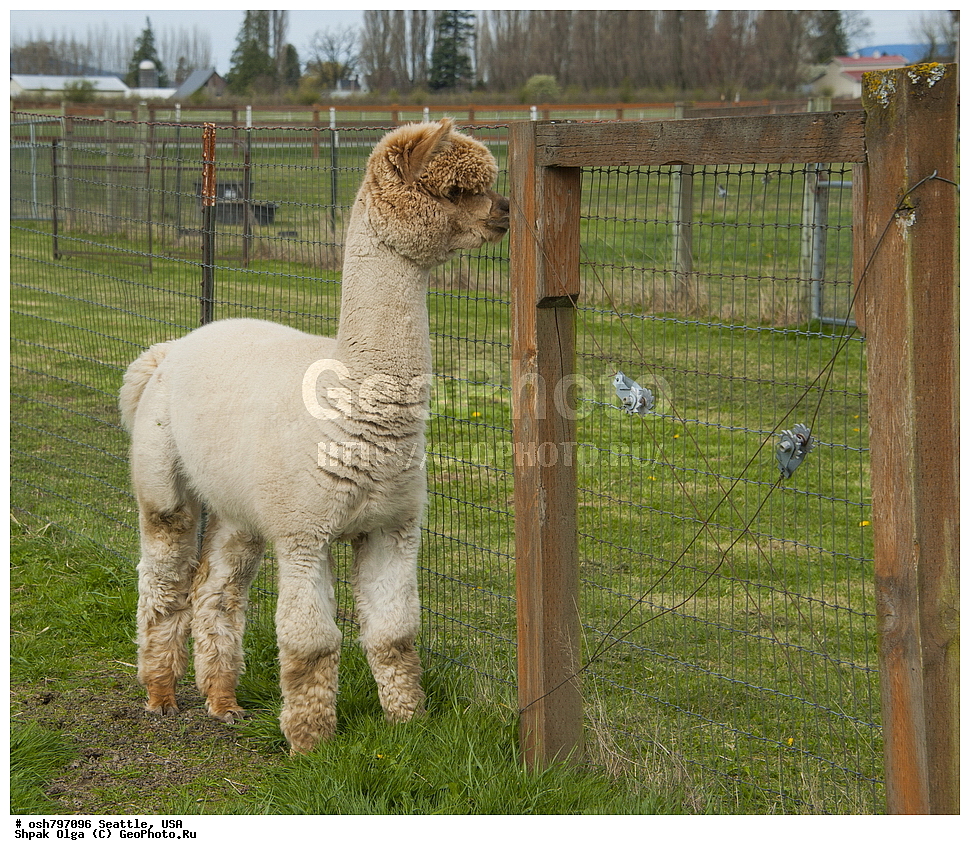 �����, �����, ������, �����, �����, ���������, ����, ���, ��������, ��������, �������������, �������������, �����, �����, XYZ, �����������, Camelidae, �������, Vicugna pacos, �������