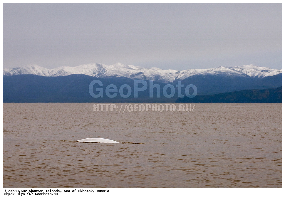 ������ ����, ������������ ����, ���������� �������, �������, ����������� ����, �������� ����, ����� �����, ������, ��������, ��������, �������������, �������������, �����, �����, ������� �������������, ������� �������������, ������� �����, XYZ, ����������, Monodontidae, ������, Delphinapterus leucas