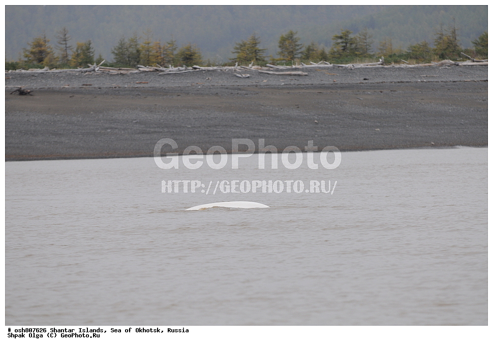 ������ ����, ������������ ����, ���������� �������, �������, ����������� ����, �������� ����, ����� �����, ������, ��������, ��������, �������������, �������������, �����, �����, ������� �������������, ������� �������������, ������� �����, XYZ, ����������, Monodontidae, ������, Delphinapterus leucas