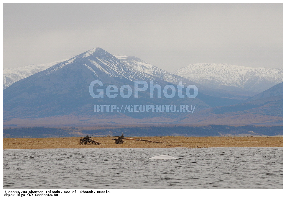 ������ ����, ������������ ����, ���������� �������, �������, ����������� ����, �������� ����, ����� �����, ������, ��������, ��������, �������������, �������������, �����, �����, ������� �������������, ������� �������������, ������� �����, XYZ, ����������, Monodontidae, ������, Delphinapterus leucas