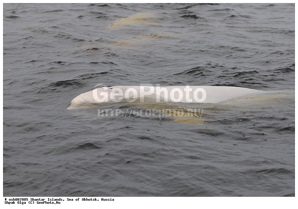 ������ ����, ������������ ����, ���������� �������, �������, ����������� ����, �������� ����, ����� �����, ������, ��������, ��������, �������������, �������������, �����, �����, ������� �������������, ������� �������������, ������� �����, XYZ, ����������, Monodontidae, ������, Delphinapterus leucas