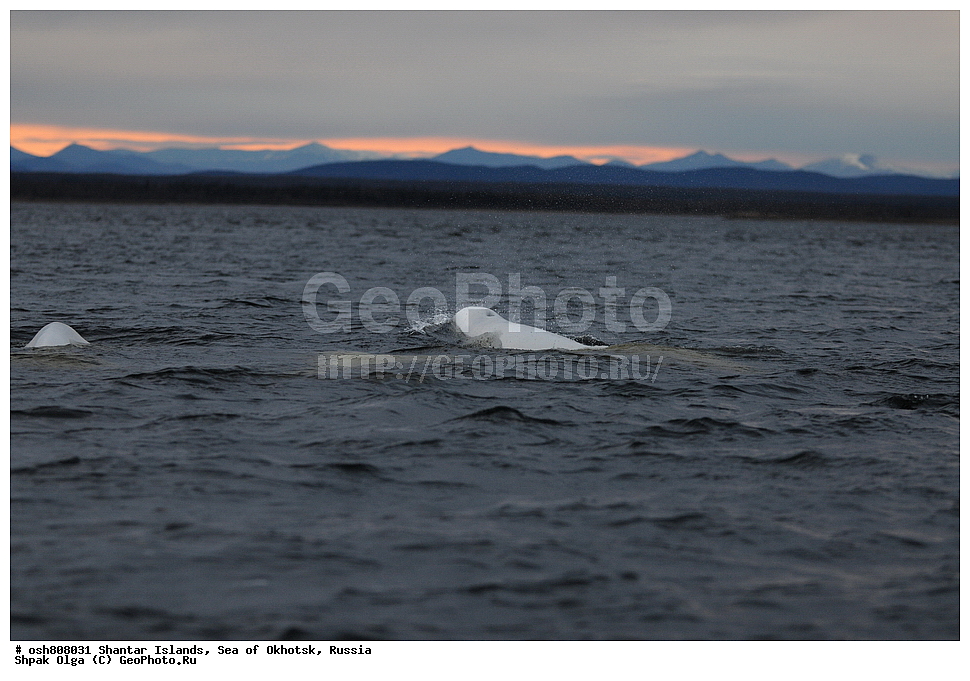 ������ ����, ������������ ����, ���������� �������, �������, ����������� ����, �������� ����, ����� �����, ������, ��������, ��������, �������������, �������������, �����, �����, ������� �������������, ������� �������������, ������� �����, XYZ, ����������, Monodontidae, ������, Delphinapterus leucas