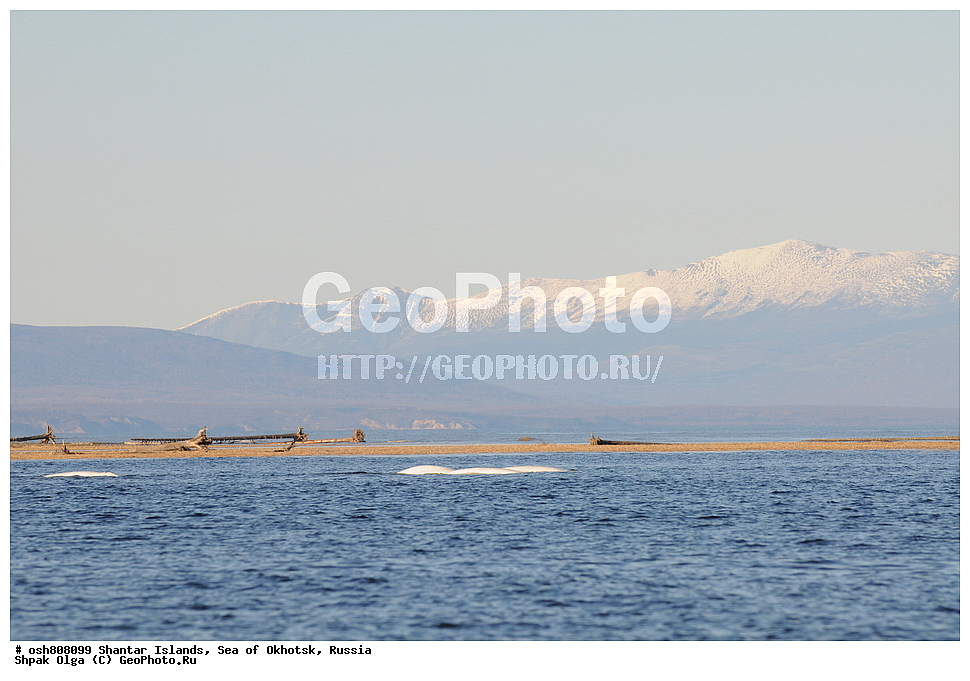 ������ ����, ������������ ����, ���������� �������, �������, ����������� ����, �������� ����, ����� �����, ������, ��������, ��������, �������������, �������������, �����, �����, ������� �������������, ������� �������������, ������� �����, XYZ, ����������, Monodontidae, ������, Delphinapterus leucas