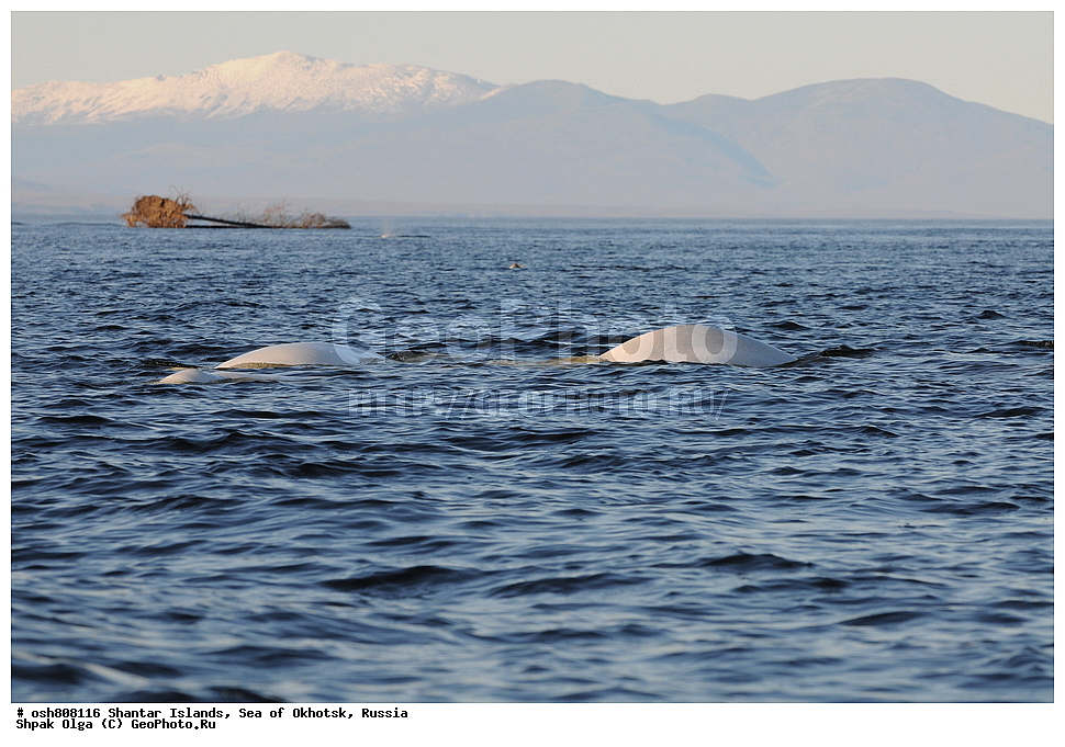 ������ ����, ������������ ����, ���������� �������, �������, ����������� ����, �������� ����, ����� �����, ������, ��������, ��������, �������������, �������������, �����, �����, ������� �������������, ������� �������������, ������� �����, XYZ, ����������, Monodontidae, ������, Delphinapterus leucas