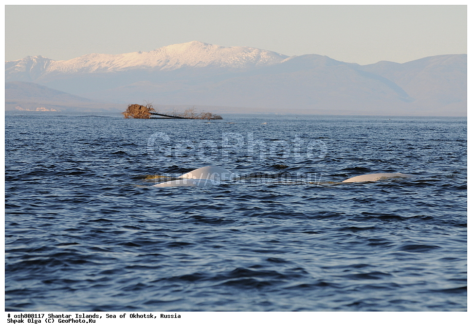 ������ ����, ������������ ����, ���������� �������, �������, ����������� ����, �������� ����, ����� �����, ������, ��������, ��������, �������������, �������������, �����, �����, ������� �������������, ������� �������������, ������� �����, XYZ, ����������, Monodontidae, ������, Delphinapterus leucas