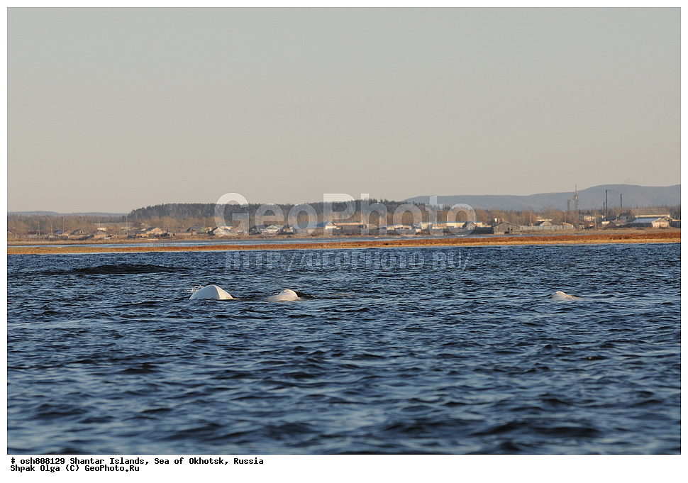 ������ ����, ������������ ����, ���������� �������, �������, ����������� ����, �������� ����, ����� �����, ������, ��������, ��������, �������������, �������������, �����, �����, ������� �������������, ������� �������������, ������� �����, XYZ, ����������, Monodontidae, ������, Delphinapterus leucas