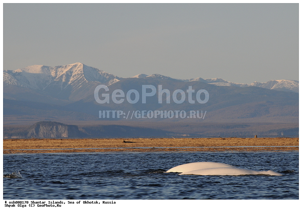 ������ ����, ������������ ����, ���������� �������, �������, ����������� ����, �������� ����, ����� �����, ������, ��������, ��������, �������������, �������������, �����, �����, ������� �������������, ������� �������������, ������� �����, XYZ, ����������, Monodontidae, ������, Delphinapterus leucas