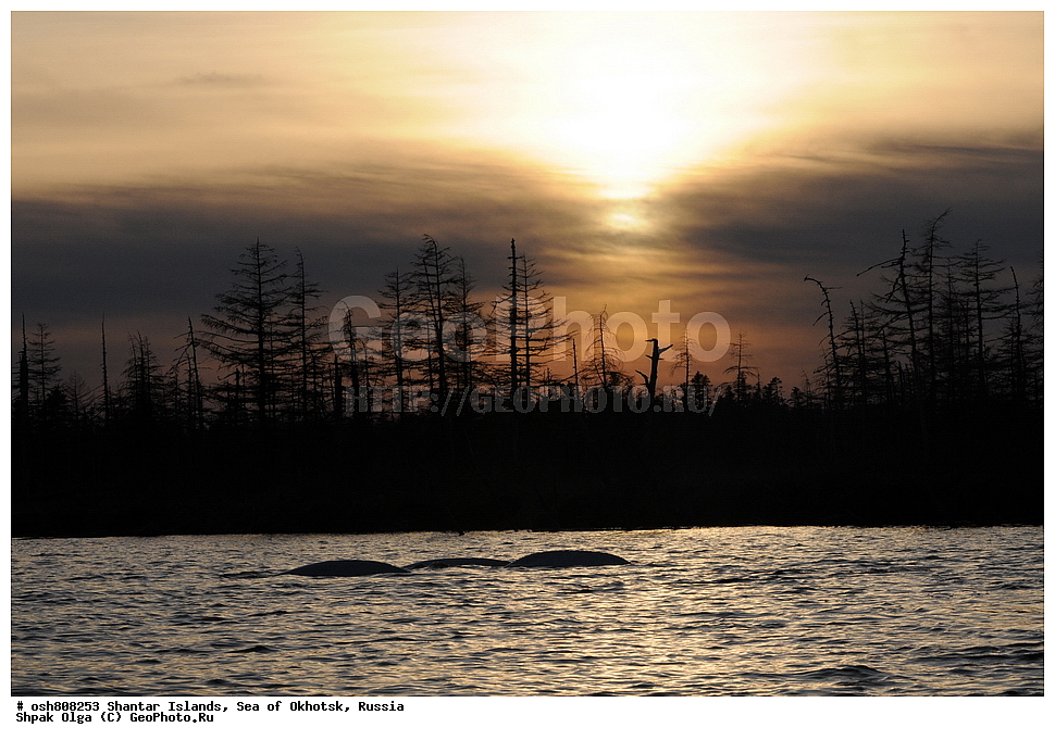 ������ ����, ������������ ����, ���������� �������, �������, ����������� ����, �������� ����, ����� �����, ������, ��������, ��������, �������������, �������������, �����, �����, ������� �������������, ������� �������������, ������� �����, XYZ, ����������, Monodontidae, ������, Delphinapterus leucas