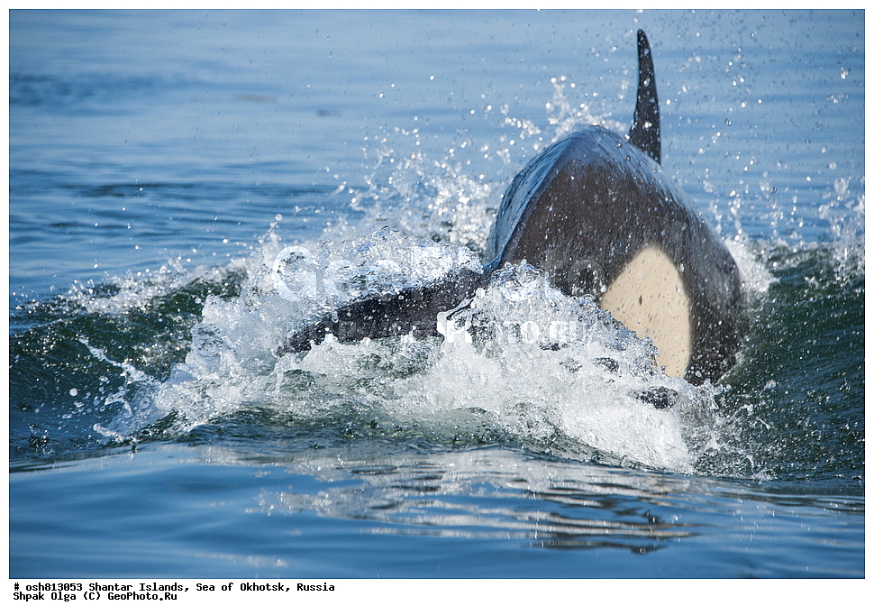 ����, ������������ ����, ���������� �������, �������, ����������� ����, �������� ����, ����� �����, ������, ��������, ��������, �������������, �������������, �����, �����, ������� �������������, ������� �������������, ������� �����, XYZ, ��������, �����������, Delphinidae, �������, Orcinus orca