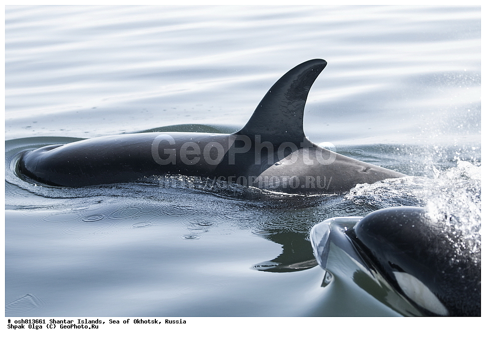 ����, ������������ ����, ���������� �������, �������, ����������� ����, �������� ����, ����� �����, ������, ��������, ��������, �������������, �������������, �����, �����, ������� �������������, ������� �������������, ������� �����, XYZ, ��������, �����������, Delphinidae, �������, Orcinus orca