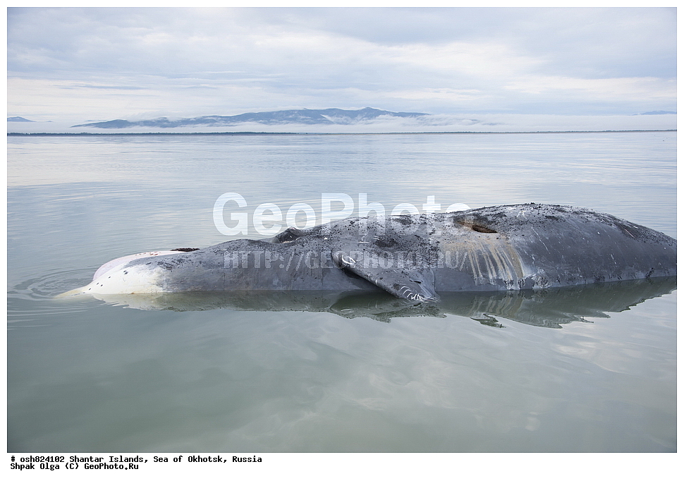  �������, ����, ���������� �����, ������������ ����, ���������� �������, �������, ����������� ����, �������� ����, ����� �����, ������, ��������, ��������, �������������, �������������, �����, �����, ������� �������������, ������� �������������, ������� �����, XYZ, ������� ����, Balaenidae, ������������ ���, �������� ���, Balaena mysticetus