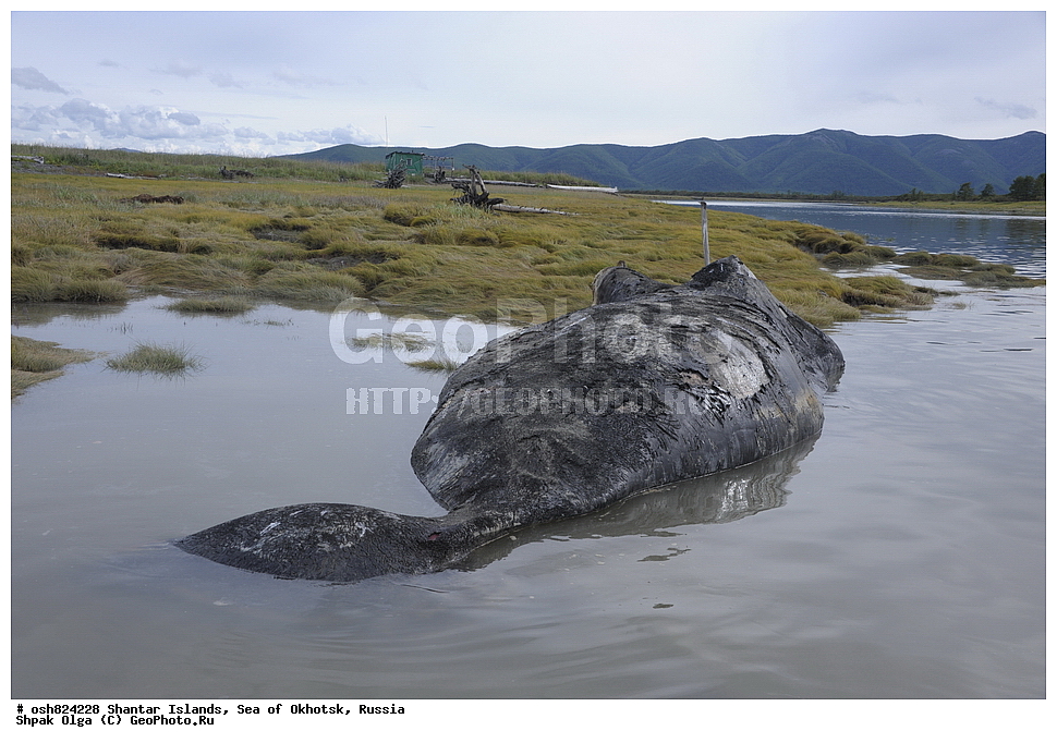 �����, ����, �������, �������, ����, ���������� �����, ������������ ����, ���������� �������, �������, ����������� ����, �������� ����, ����� �����, ������, ��������, ��������, �������������, �������������, �����, �����, ������� �������������, ������� �������������, ������� �����, XYZ, ������� ����, Balaenidae, ������������ ���, �������� ���, Balaena mysticetus