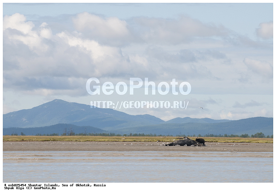 ����, ���������� �����, ������������ ����, ���������� �������, �������, ����������� ����, �������� ����, ����� �����, ������, ��������, ��������, �������������, �������������, �����, �����, ������� �������������, ������� �������������, ������� �����, XYZ, ������� ����, Balaenidae, ������������ ���, �������� ���, Balaena mysticetus