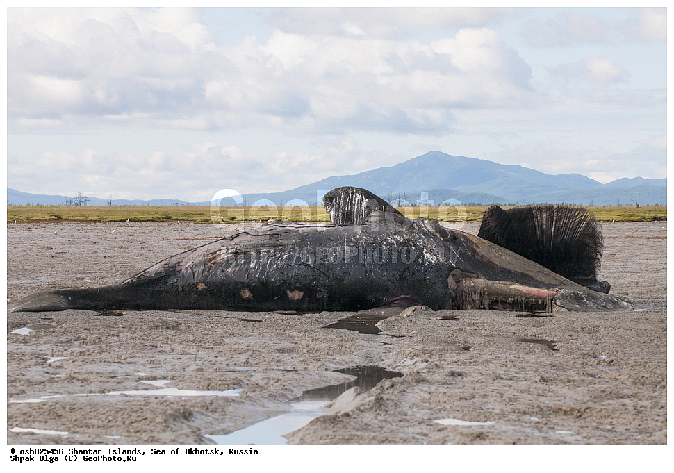 ����, ���������� �����, ������������ ����, ���������� �������, �������, ����������� ����, �������� ����, ����� �����, ������, ��������, ��������, �������������, �������������, �����, �����, ������� �������������, ������� �������������, ������� �����, XYZ, ������� ����, Balaenidae, ������������ ���, �������� ���, Balaena mysticetus