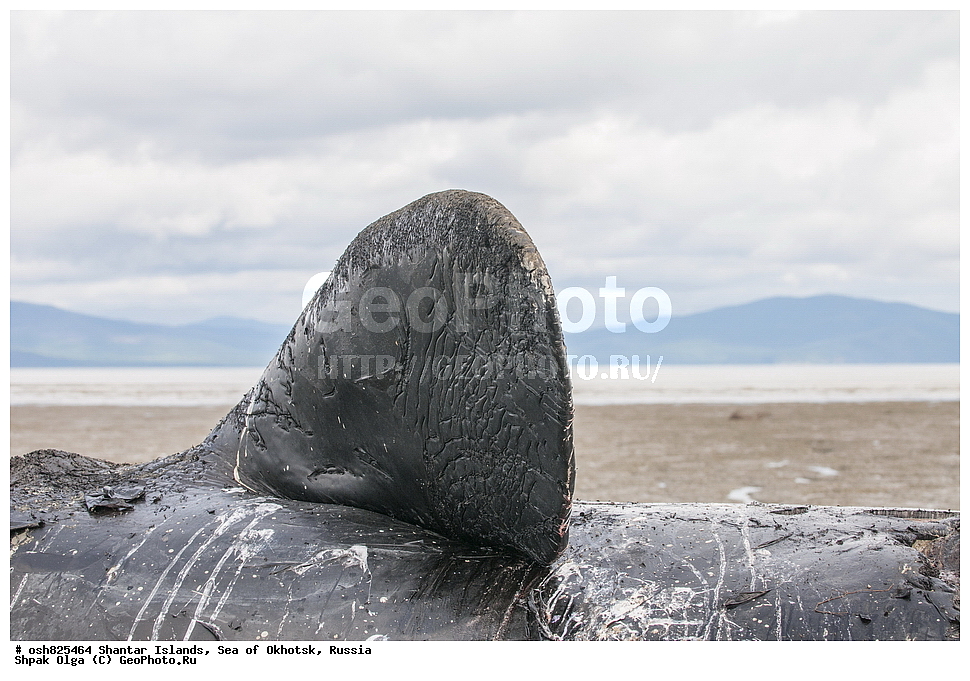 ����, ���������� �����, ������������ ����, ���������� �������, �������, ����������� ����, �������� ����, ����� �����, ������, ��������, ��������, �������������, �������������, �����, �����, ������� �������������, ������� �������������, ������� �����, XYZ, ������� ����, Balaenidae, ������������ ���, �������� ���, Balaena mysticetus