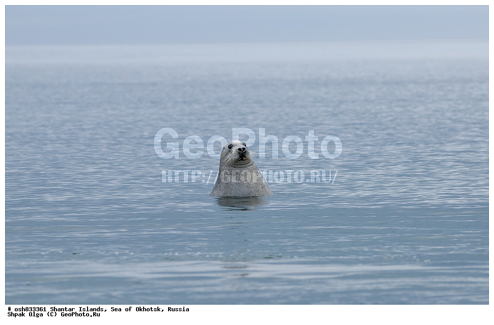 ����, ������������ ����, ���������� �������, �������, ����������� ����, �������� ����, ����� �����, ������, ��������, ��������, �������������, �������������, �����, �����, ������� �������������, ������� �������������, ������� �����, XYZ, ��������� ������, Phocidae, ����, ������������ ����, ���������� �������, �������, ����������� ����, �������� ����, ����� �����, ������, ��������, ��������, �������������, �������������, �����, �����, ������� �������������, ������� �������������, ������� �����, XYZ, ��������� ������, Phocidae, ������, ������� ����, Erignathus barbatus