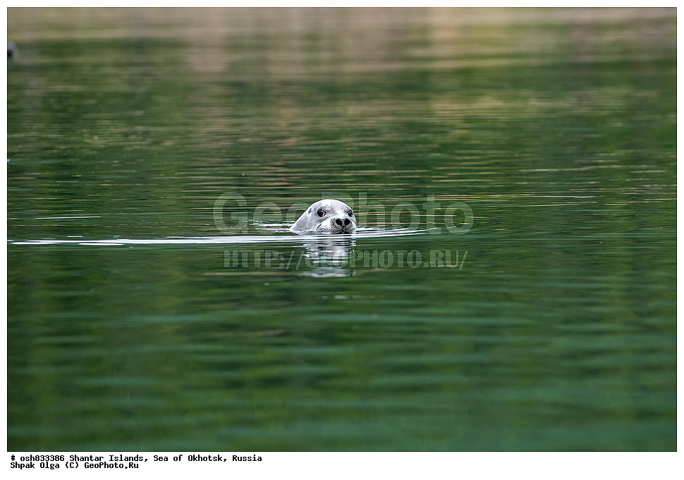 ����, ������������ ����, ���������� �������, �������, ����������� ����, �������� ����, ����� �����, ������, ��������, ��������, �������������, �������������, �����, �����, ������� �������������, ������� �������������, ������� �����, XYZ, ��������� ������, Phocidae, ����, ������������ ����, ���������� �������, �������, ����������� ����, �������� ����, ����� �����, ������, ��������, ��������, �������������, �������������, �����, �����, ������� �������������, ������� �������������, ������� �����, XYZ, ��������� ������, Phocidae, ������, ������� ����, Erignathus barbatus