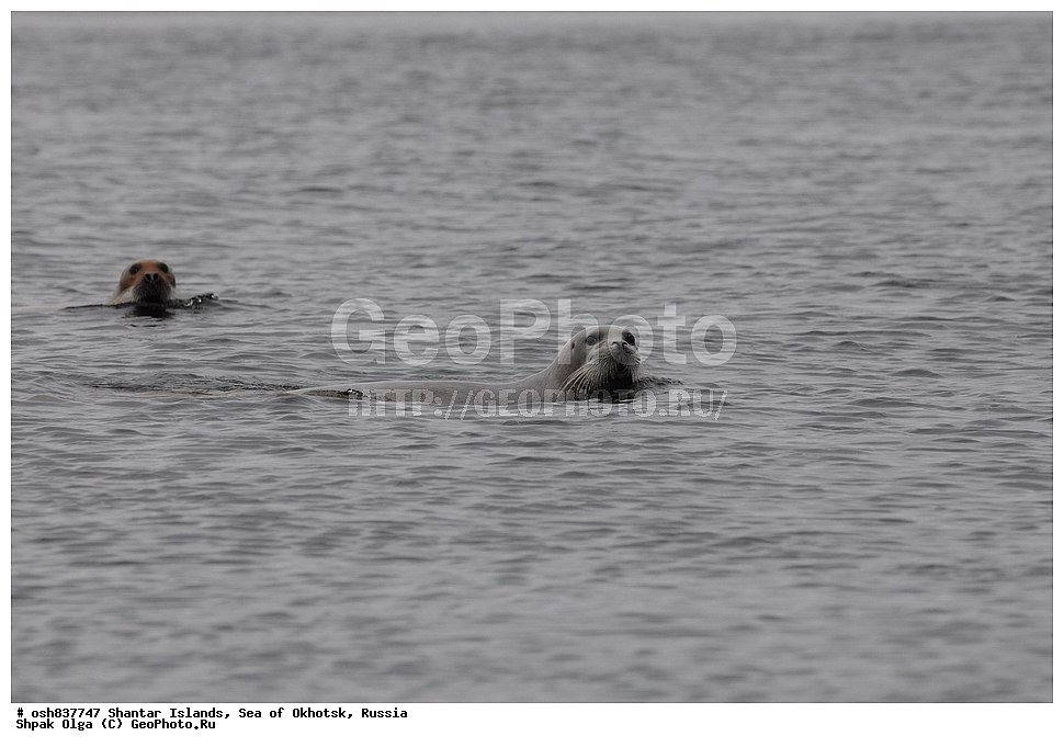 ������ ����, ������������ ����, ���������� �������, �������, ����������� ����, �������� ����, ����� �����, ������, ��������, ��������, �������������, �������������, �����, �����, ������� �������������, ������� �������������, ������� �����, XYZ, ��������� ������, Phocidae, ������, ������� ����, Erignathus barbatus