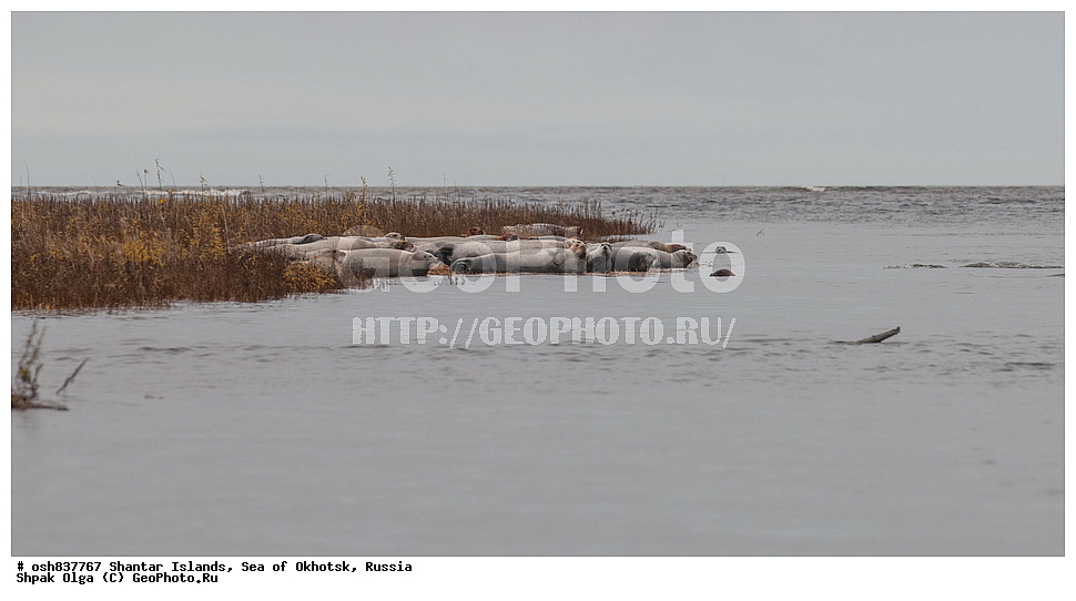 ������ ����, ������������ ����, ���������� �������, �������, ����������� ����, �������� ����, ����� �����, ������, ��������, ��������, �������������, �������������, �����, �����, ������� �������������, ������� �������������, ������� �����, XYZ, ��������� ������, Phocidae, ������, ������� ����, Erignathus barbatus