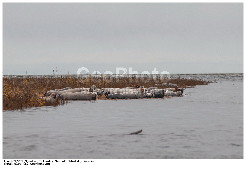 ������ ����, ������������ ����, ���������� �������, �������, ����������� ����, �������� ����, ����� �����, ������, ��������, ��������, �������������, �������������, �����, �����, ������� �������������, ������� �������������, ������� �����, XYZ, ��������� ������, Phocidae, ������, ������� ����, Erignathus barbatus