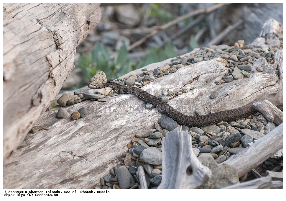  ������������ ����, ���������� �������, �������, ����������� ����, �������� ����, ����� �����, ������, ��������, ��������, ��������������, ��������������, ��������, ��������, ����, ����, XYZ, ���������, Viperidae, ������������ ������, Vipera berus