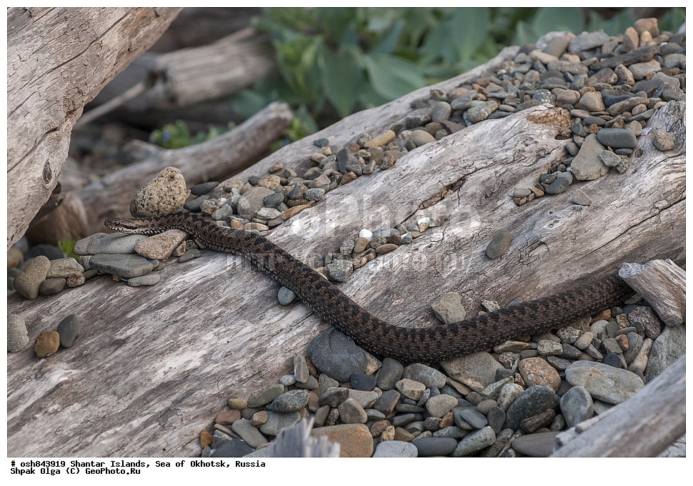  ������������ ����, ���������� �������, �������, ����������� ����, �������� ����, ����� �����, ������, ��������, ��������, ��������������, ��������������, ��������, ��������, ����, ����, XYZ, ���������, Viperidae, ������������ ������, Vipera berus