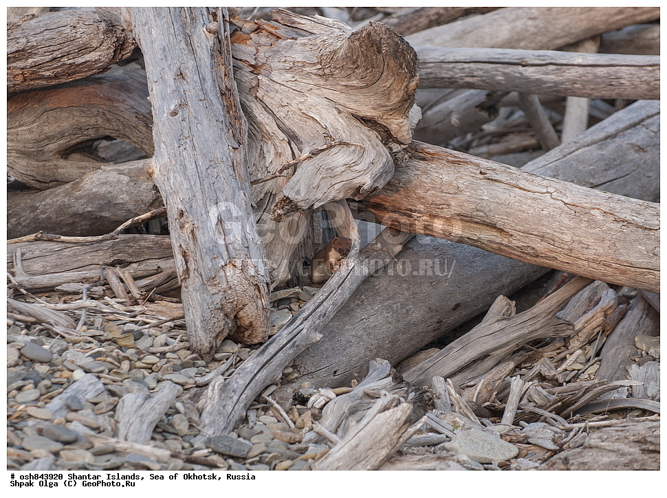 ���������� �����, ������������ ����, ���������� �������, �������, ����������� ����, �������� ����, ����� �����, ������, ��������, ��������, �������������, �������������, �����, �����, �������, ������, XYZ, �����, ���������, Mustelidae, ���������, Mustela erminea