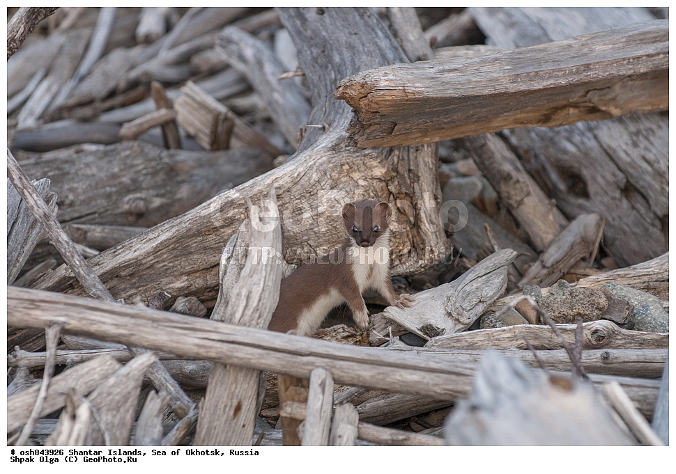 ���������� �����, ������������ ����, ���������� �������, �������, ����������� ����, �������� ����, ����� �����, ������, ��������, ��������, �������������, �������������, �����, �����, �������, ������, XYZ, �����, ���������, Mustelidae, ���������, Mustela erminea