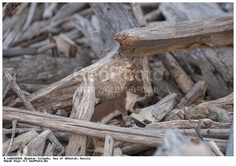 ���������� �����, ������������ ����, ���������� �������, �������, ����������� ����, �������� ����, ����� �����, ������, ��������, ��������, �������������, �������������, �����, �����, �������, ������, XYZ, �����, ���������, Mustelidae, ���������, Mustela erminea