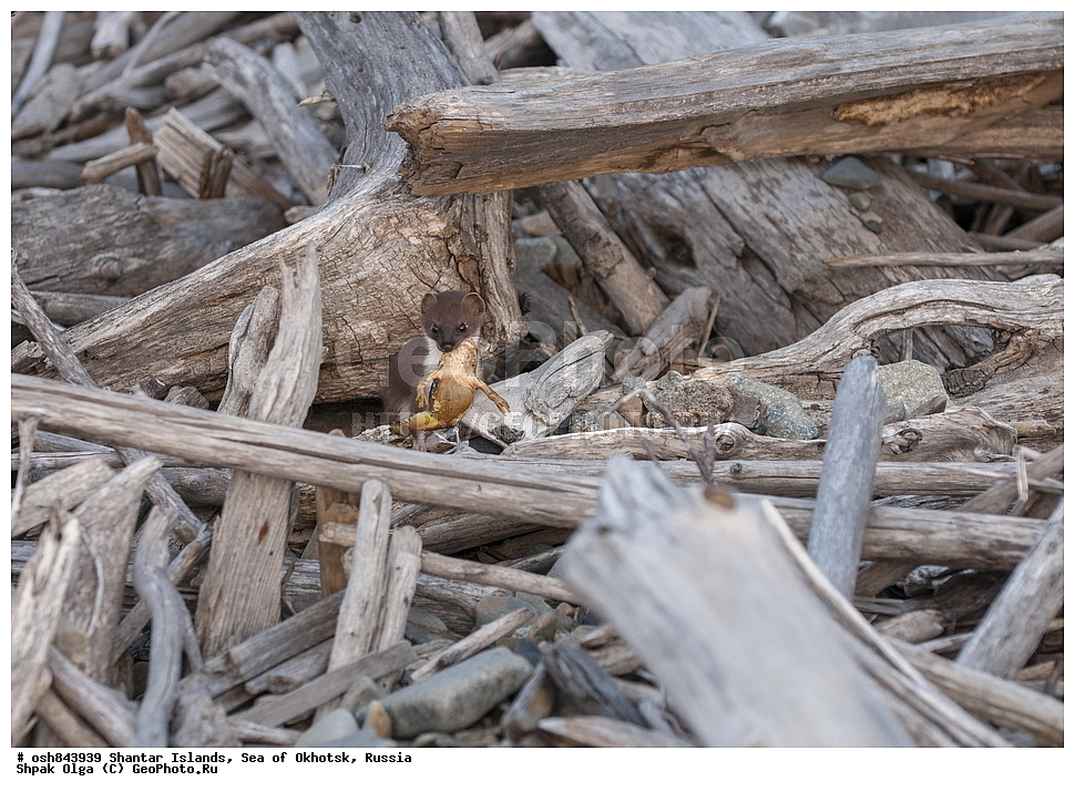 ���������� �����, ������������ ����, ���������� �������, �������, ����������� ����, �������� ����, ����� �����, ������, ��������, ��������, �������������, �������������, �����, �����, �������, ������, XYZ, �����, ���������, Mustelidae, ���������, Mustela erminea