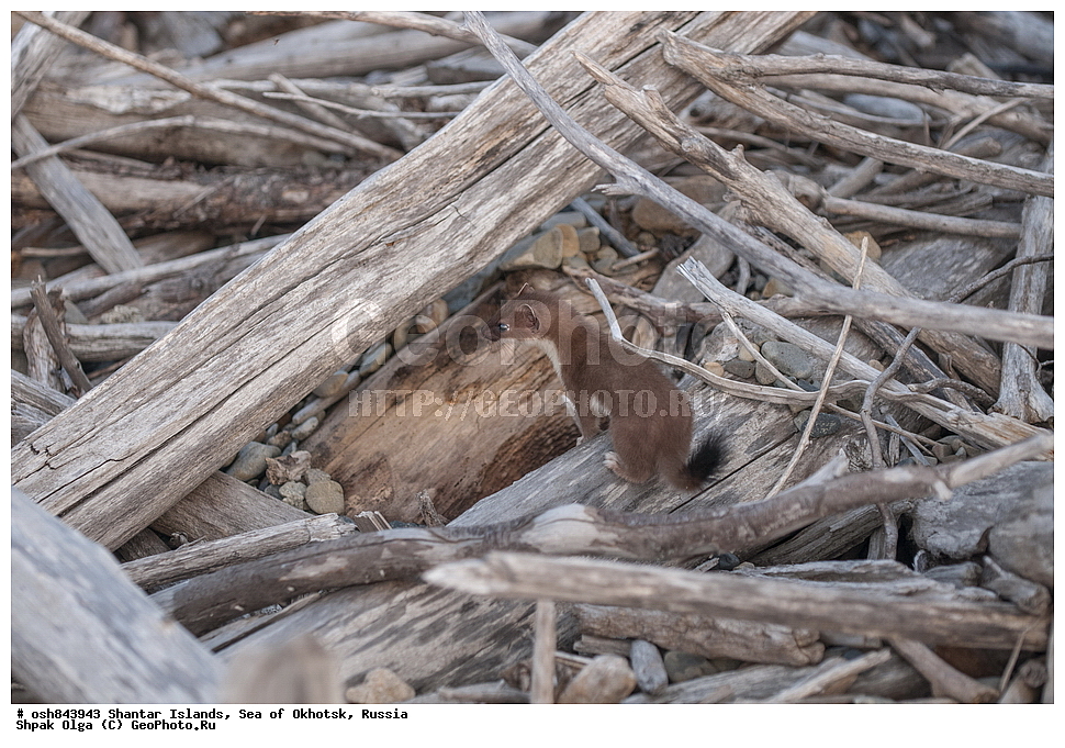 ���������� �����, ������������ ����, ���������� �������, �������, ����������� ����, �������� ����, ����� �����, ������, ��������, ��������, �������������, �������������, �����, �����, �������, ������, XYZ, �����, ���������, Mustelidae, ���������, Mustela erminea