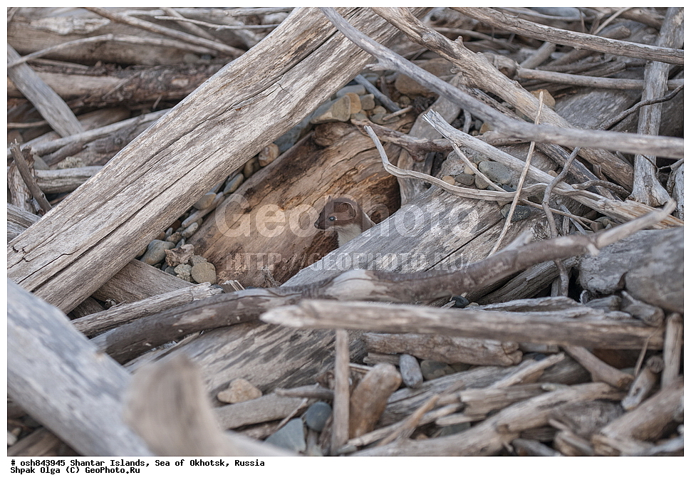 ���������� �����, ������������ ����, ���������� �������, �������, ����������� ����, �������� ����, ����� �����, ������, ��������, ��������, �������������, �������������, �����, �����, �������, ������, XYZ, �����, ���������, Mustelidae, ���������, Mustela erminea