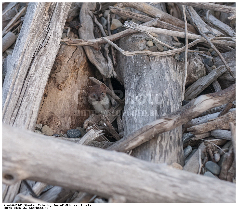 ���������� �����, ������������ ����, ���������� �������, �������, ����������� ����, �������� ����, ����� �����, ������, ��������, ��������, �������������, �������������, �����, �����, �������, ������, XYZ, �����, ���������, Mustelidae, ���������, Mustela erminea