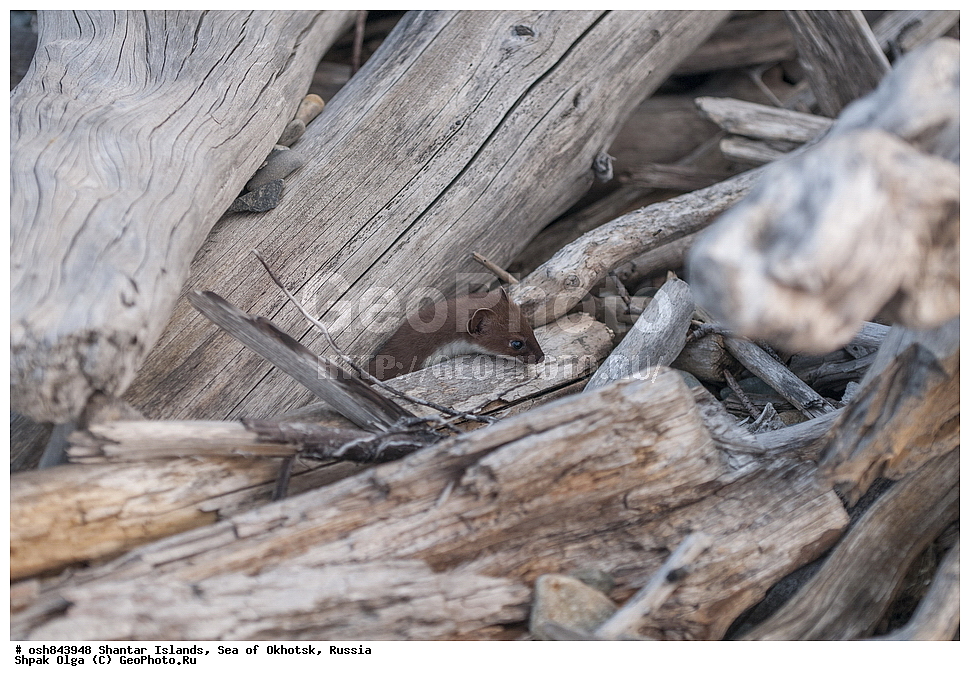 ���������� �����, ������������ ����, ���������� �������, �������, ����������� ����, �������� ����, ����� �����, ������, ��������, ��������, �������������, �������������, �����, �����, �������, ������, XYZ, �����, ���������, Mustelidae, ���������, Mustela erminea