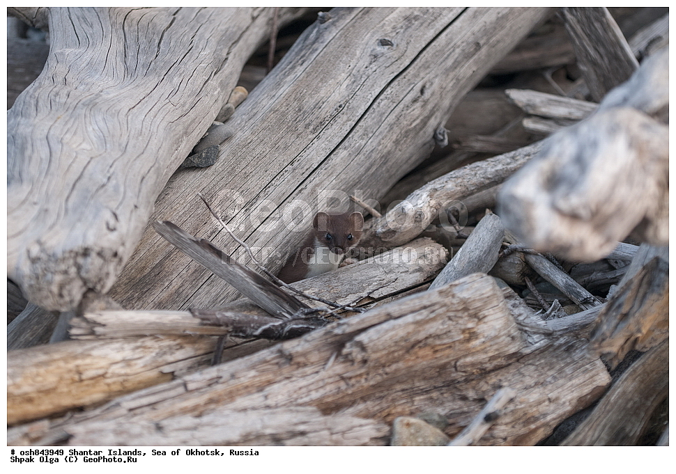 ���������� �����, ������������ ����, ���������� �������, �������, ����������� ����, �������� ����, ����� �����, ������, ��������, ��������, �������������, �������������, �����, �����, �������, ������, XYZ, �����, ���������, Mustelidae, ���������, Mustela erminea