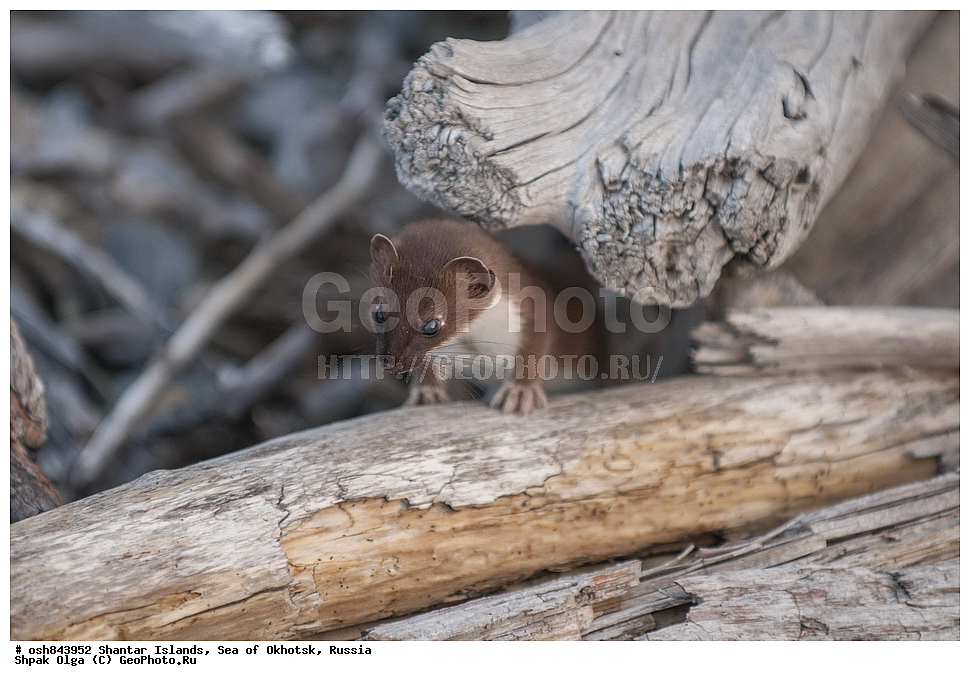 ���������� �����, ������������ ����, ���������� �������, �������, ����������� ����, �������� ����, ����� �����, ������, ��������, ��������, �������������, �������������, �����, �����, �������, ������, XYZ, �����, ���������, Mustelidae, ���������, Mustela erminea