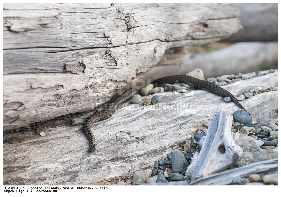  ������������ ����, ���������� �������, �������, ����������� ����, �������� ����, ����� �����, ������, ��������, ��������, ��������������, ��������������, ��������, ��������, ����, ����, XYZ, ���������, Viperidae, ������������ ������, Vipera berus