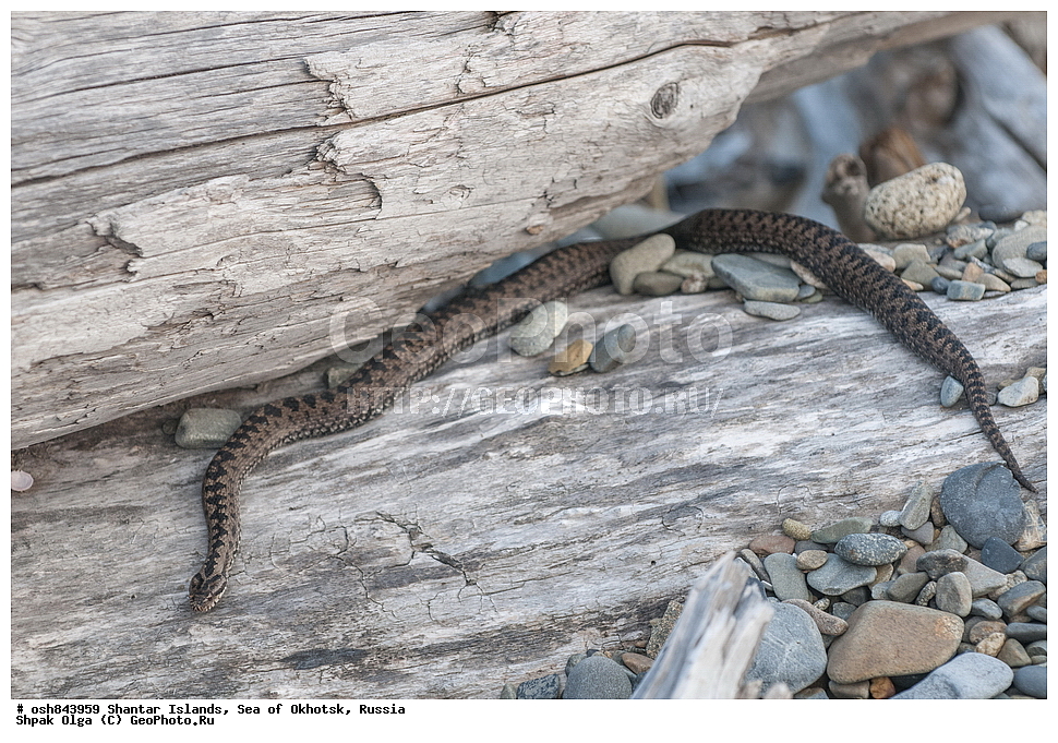  ������������ ����, ���������� �������, �������, ����������� ����, �������� ����, ����� �����, ������, ��������, ��������, ��������������, ��������������, ��������, ��������, ����, ����, XYZ, ���������, Viperidae, ������������ ������, Vipera berus