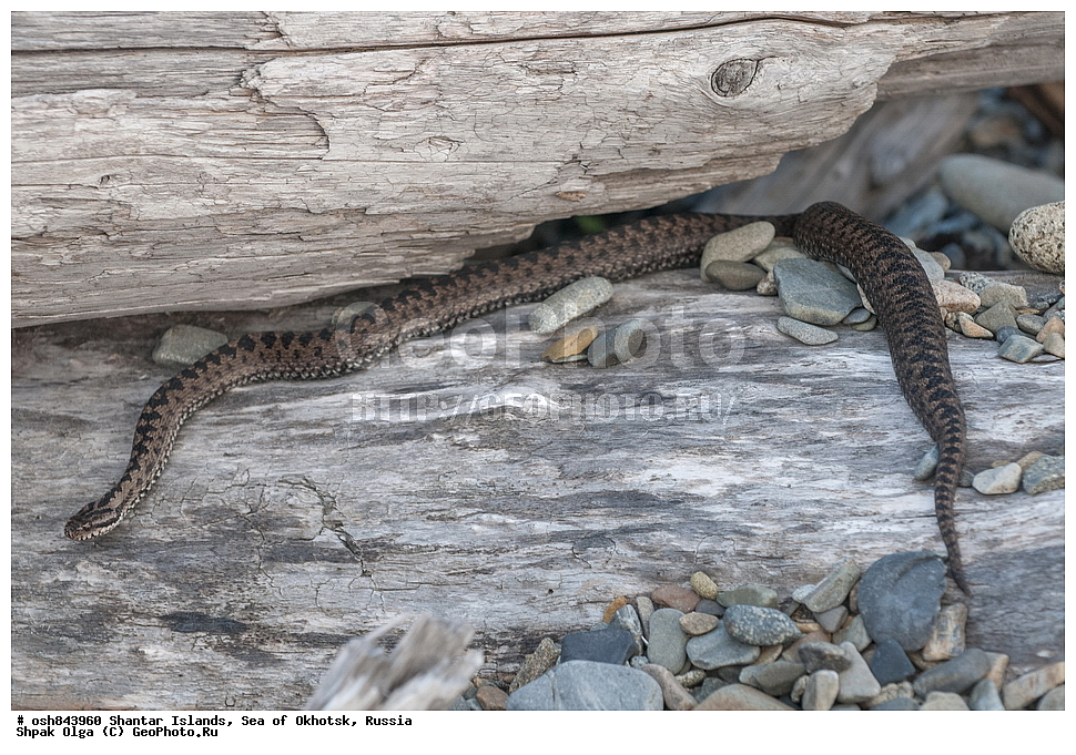  ������������ ����, ���������� �������, �������, ����������� ����, �������� ����, ����� �����, ������, ��������, ��������, ��������������, ��������������, ��������, ��������, ����, ����, XYZ, ���������, Viperidae, ������������ ������, Vipera berus