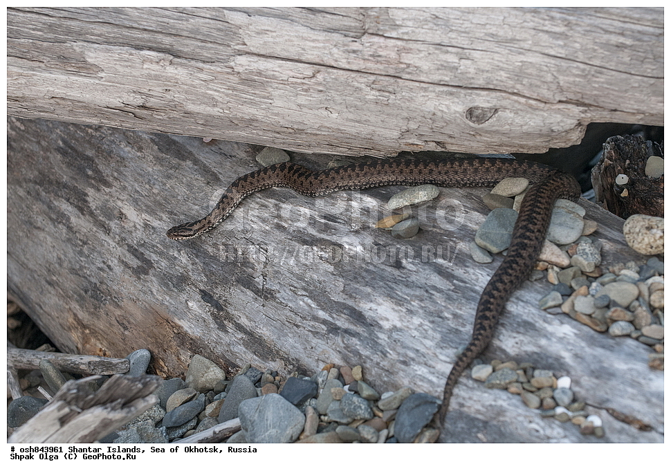  ������������ ����, ���������� �������, �������, ����������� ����, �������� ����, ����� �����, ������, ��������, ��������, ��������������, ��������������, ��������, ��������, ����, ����, XYZ, ���������, Viperidae, ������������ ������, Vipera berus